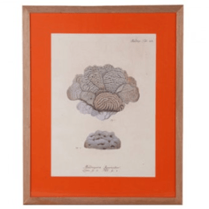 Orange Framed Print, £250 from Graham  Green